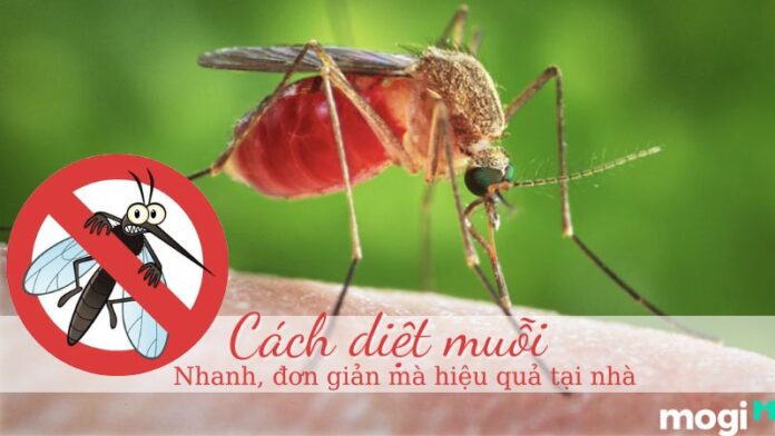 cách diệt muỗi