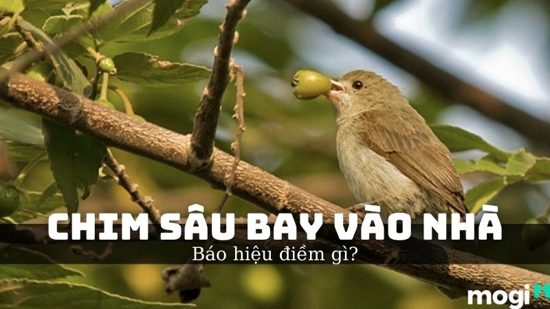 Đại gia Hà Nội định giá tổ chim mắt ruby: "Sương sương" lãi cả tỉ đồng